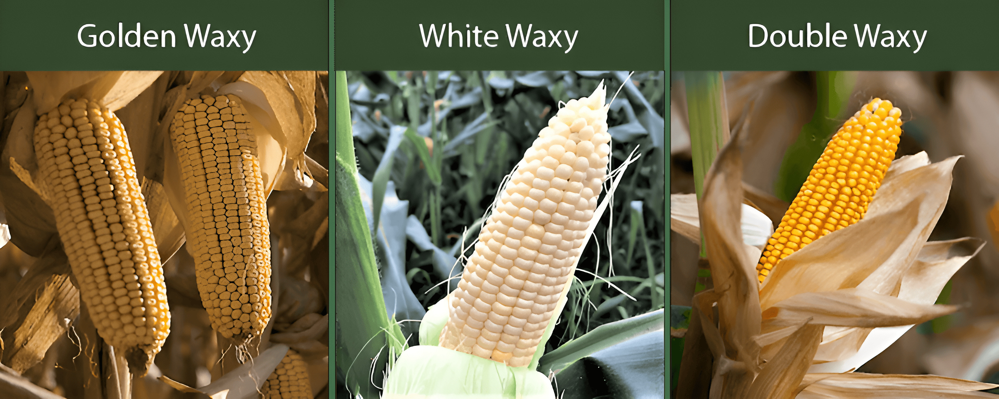 gloden waxy corn white waxy corn double waxy corn varieties